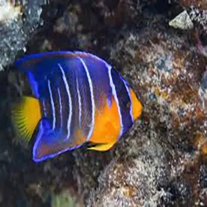 Blue Queen Angel Fish - Vibrant Yellow and Blue Marine Beauty for Aquariums, Hardy and Easy to Care For