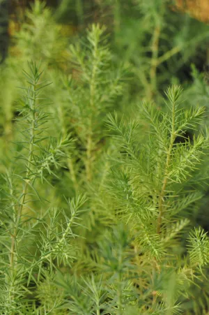 Cupressus funebris (Chinese Weeping Cypress, Chinese Coffin Tree)