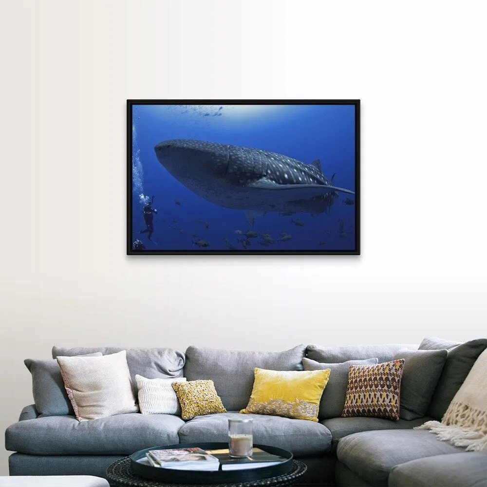 "A scuba diver in the sea with a whale shark, Mexico" Black Float Frame Canvas Art