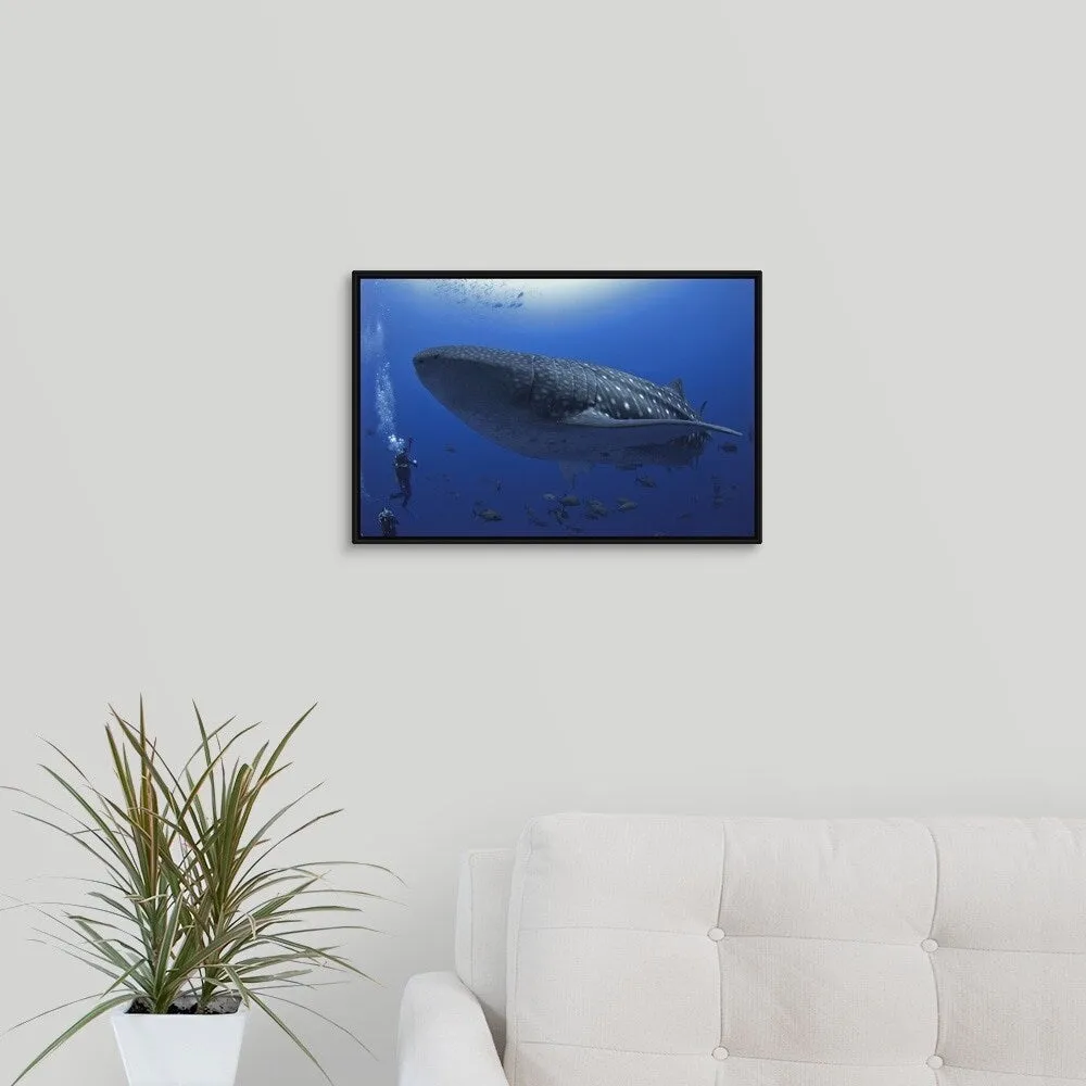 "A scuba diver in the sea with a whale shark, Mexico" Black Float Frame Canvas Art