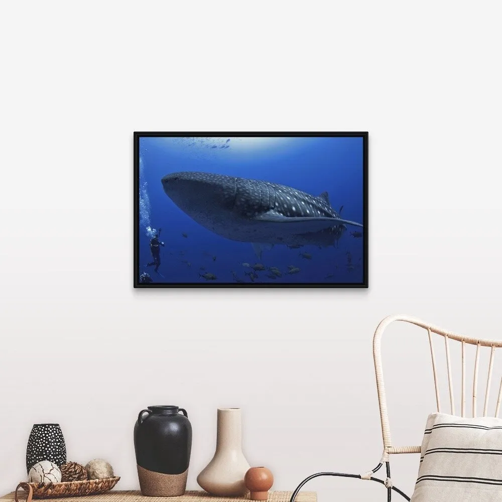 "A scuba diver in the sea with a whale shark, Mexico" Black Float Frame Canvas Art