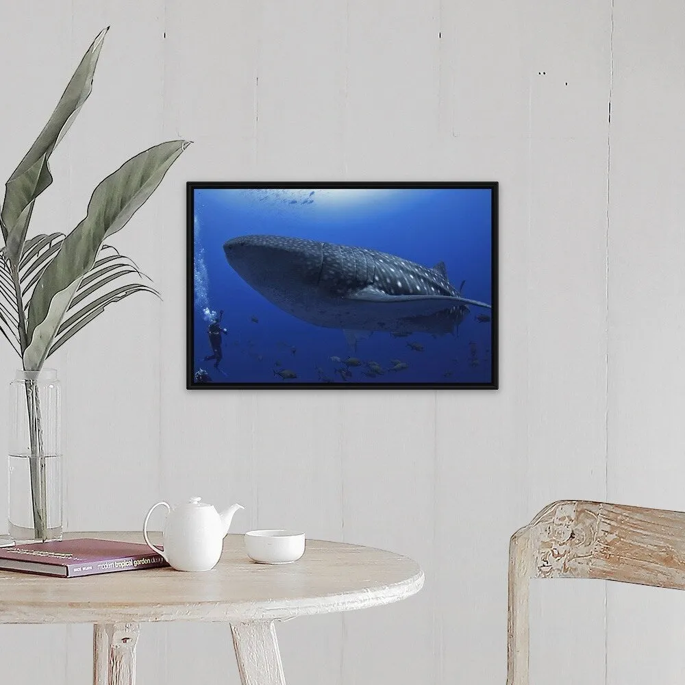 "A scuba diver in the sea with a whale shark, Mexico" Black Float Frame Canvas Art