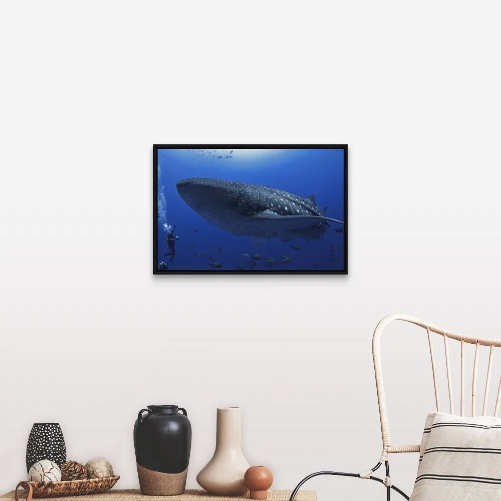 "A scuba diver in the sea with a whale shark, Mexico" Black Float Frame Canvas Art